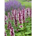 Agastache Beelicius Pink- Izsópfű