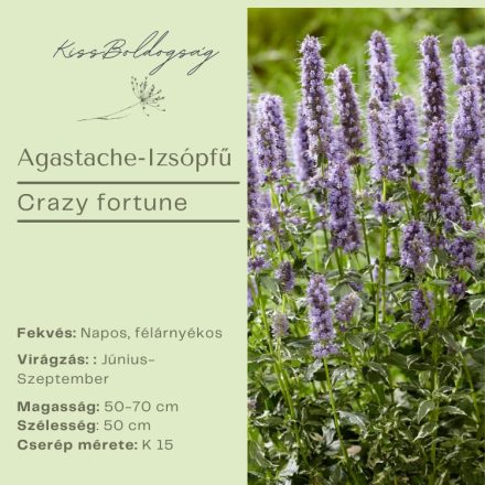 Agastache Crazy Fortune - Izsópfű