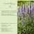 Agastache Crazy Fortune - Izsópfű