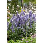 Agastache Crazy Fortune - Izsópfű