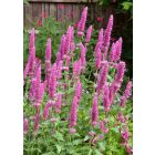 Agastache Danish Delight- Izsópfű