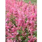 Agastache Danish Delight- Izsópfű