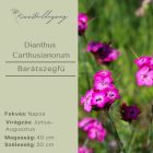 Dianthus Carthusianorum- Barátszegfű