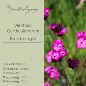 Dianthus Carthusianorum- Barátszegfű