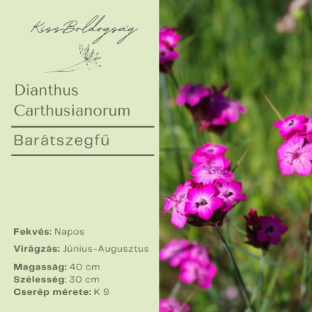 Dianthus Carthusianorum- Barátszegfű