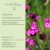 Dianthus Carthusianorum- Barátszegfű