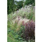 Dianthus Carthusianorum- Barátszegfű