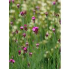 Dianthus Carthusianorum- Barátszegfű