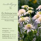 Echinacea Cherry Fluff- Kasvirág