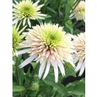 Echinacea Cherry Fluff- Kasvirág
