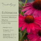 Echinacea Sweet Medow Mama - Kasvirág