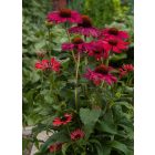 Echinacea Sweet Medow Mama - Kasvirág