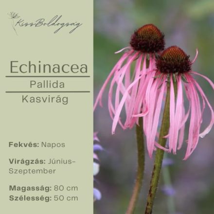 Echinacea Pallida - Kasvirág