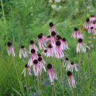 Echinacea Pallida - Kasvirág