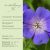 Geranium Rozanne- Gólyaorr Rozanne