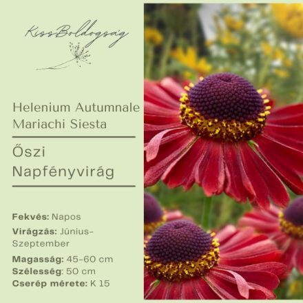 Helenium Autuumnale Mariachi Siesta- Őszi Napfényvirág