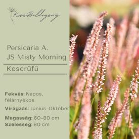 Persicaria A. JS Misty Morning- Keserűfű