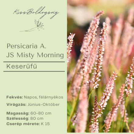 Persicaria A. JS Misty Morning- Keserűfű