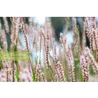 Persicaria A. JS Misty Morning- Keserűfű
