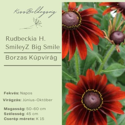 Rudbeckia H. SmileyZ Big Smile-  Borzas Kúpvirág