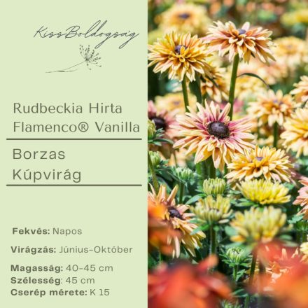 Rudbeckia Hirta Flamenco® Vanilla-  Borzas Kúpvirág
