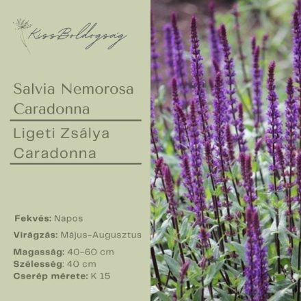 Salvia nemorosa Cardonna- Ligeti Zsálya Caradonna