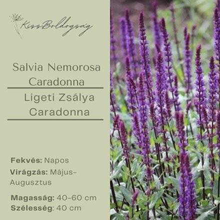 Salvia nemorosa Cardonna- Ligeti Zsálya Caradonna
