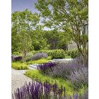 Salvia nemorosa Cardonna- Ligeti Zsálya Caradonna