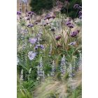 Salvia nemorosa Cardonna- Ligeti Zsálya Caradonna