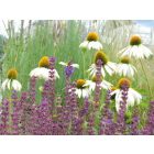 Salvia nemorosa Cardonna- Ligeti Zsálya Caradonna