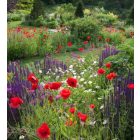 Salvia nemorosa Cardonna- Ligeti Zsálya Caradonna