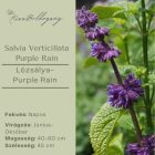 Salvia Verticillata Purple Rain- Lózsálya Purple Rain