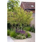 Salvia Verticillata Purple Rain- Lózsálya Purple Rain