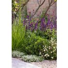 Salvia Verticillata Purple Rain- Lózsálya Purple Rain